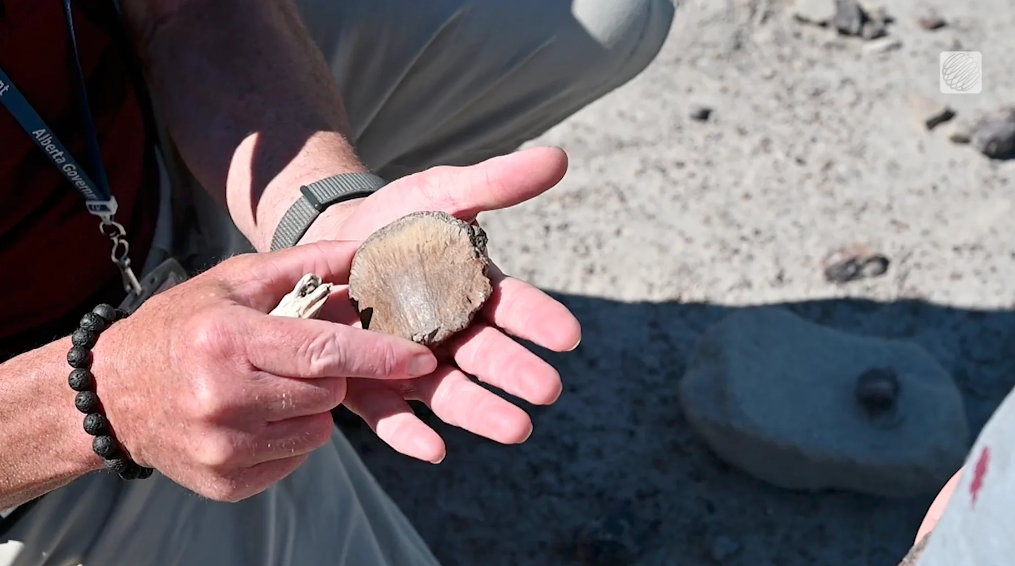 Mia Gordon: Dinosaur bone found in Drumheller, Alberta.