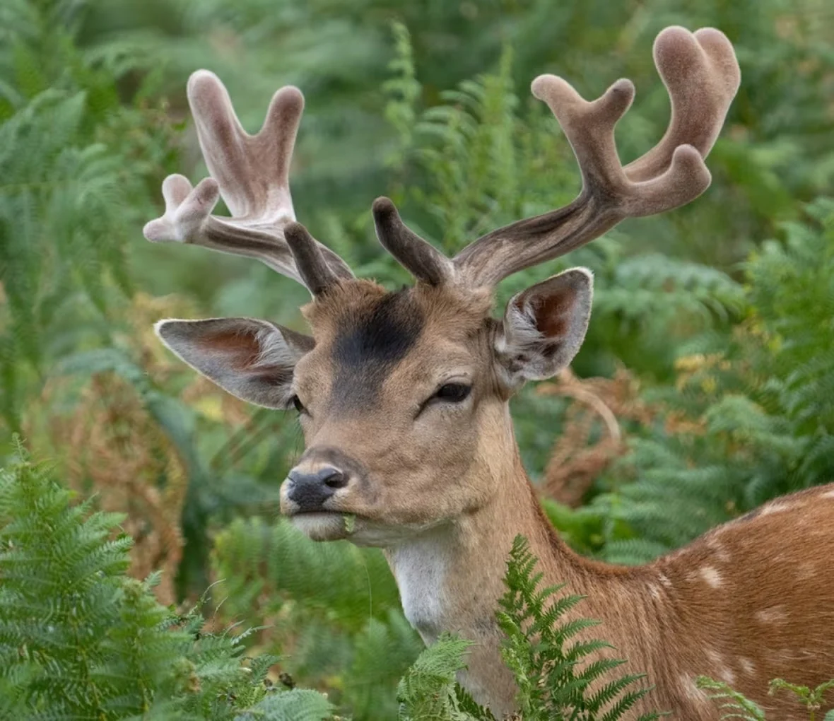 red-deer/Robert Knell/University of Hull via CBC