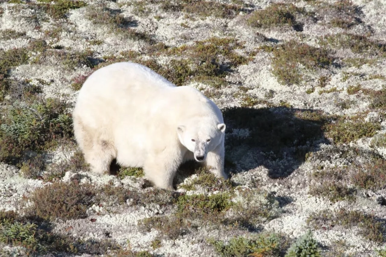 Polar bears/David McGeachy via CBC