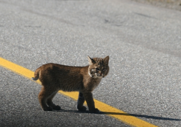 Photos: Canada's wild cats