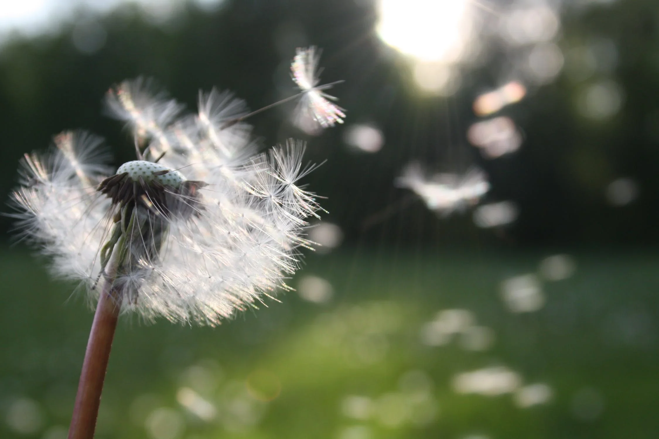 Si vous avez des allergies saisonnières, vous devriez lire ceci