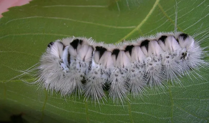 WIKIPEDIA hickory tussok