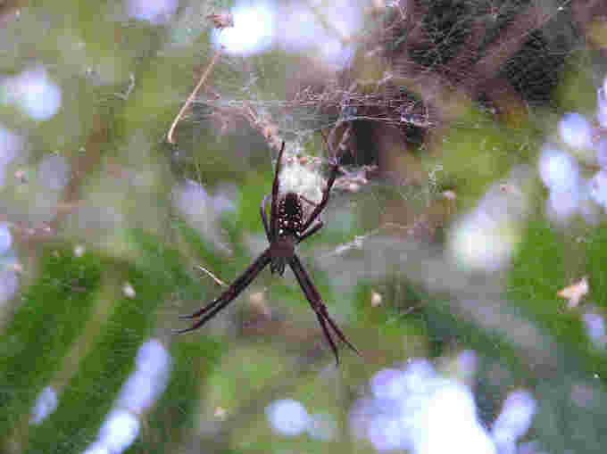 Flickr Guam Spider Cudinski DO NOT REUSE