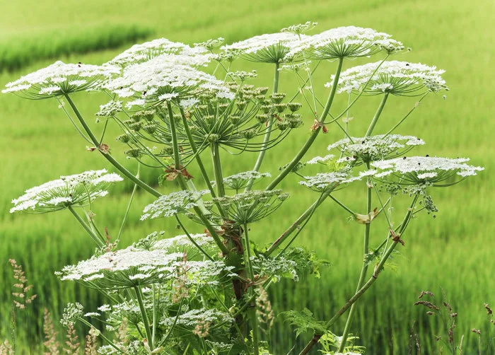 Si vous voyez ces plantes, vous devez les éviter à tout prix