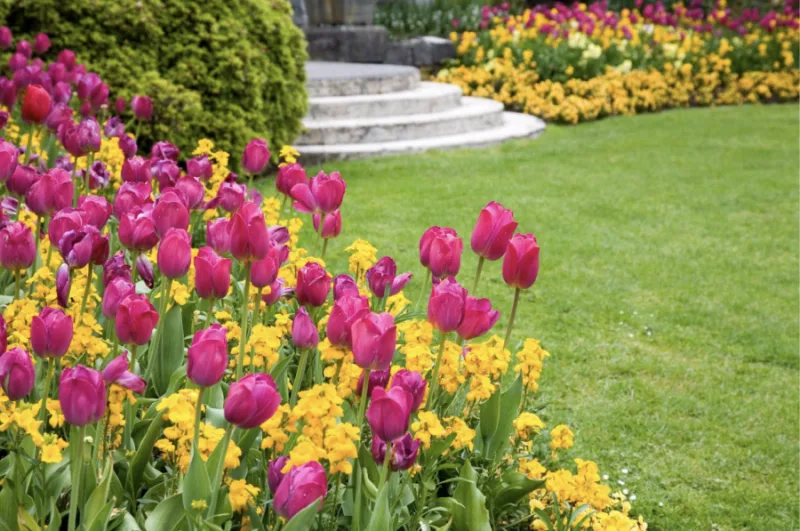 Getty Images: Tulips, flowers, spring garden