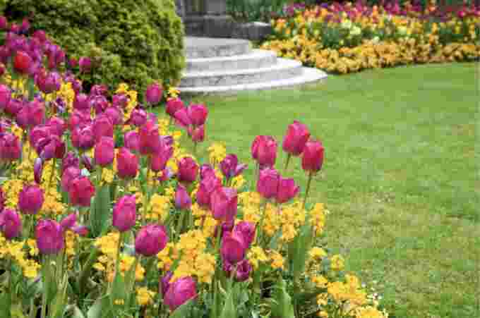 Getty Images: Tulips, flowers, spring garden