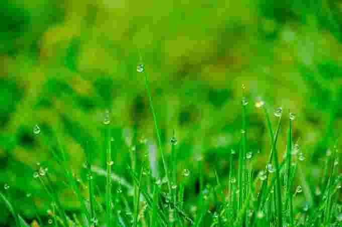 Wet grass pexels