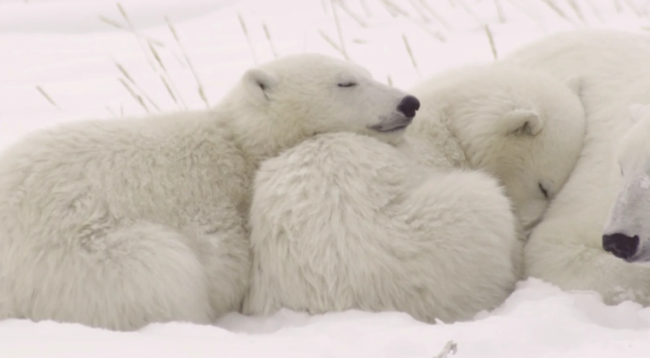 Provided - polarbearsinternational.org: Survival rate for polar bear cubs hovers around 50 per cent