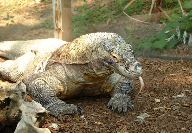 Komodo island to close because people keep stealing dragons