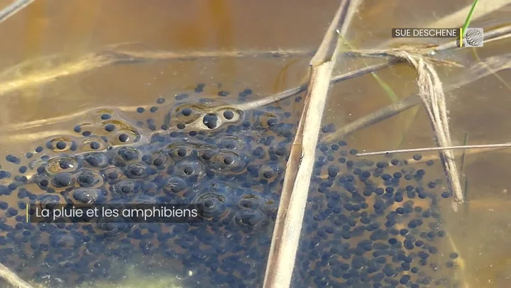 oeufsamphibiens