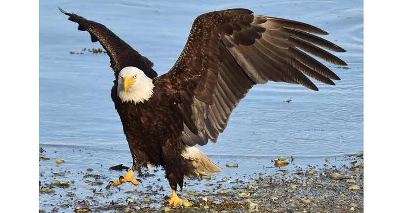 eagle1