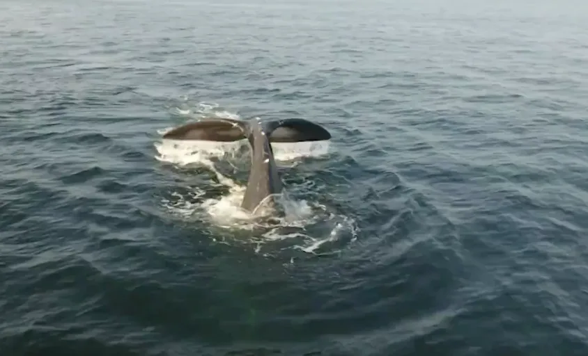 13 North Atlantic right whale calves recorded so far this season