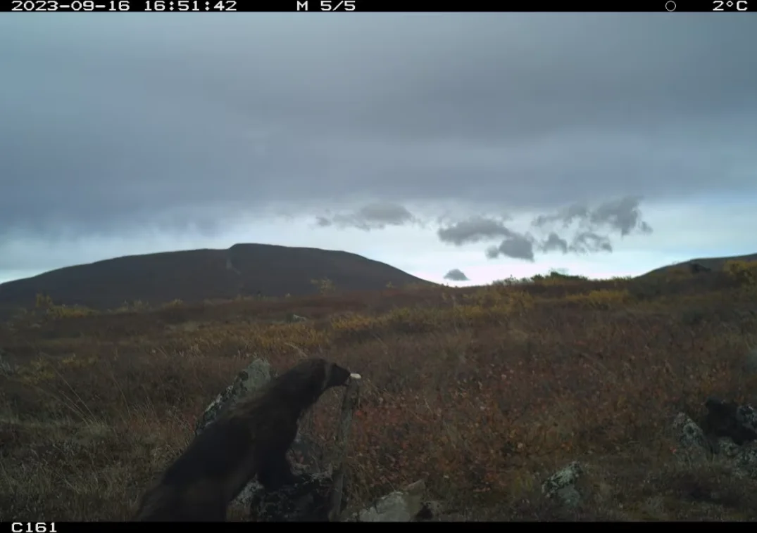 CBC: A wolverine appears in trail camera footage near the old Klondike gold fields, on the traditional territory of the Tr’ondëk Hwëch’in First Nation. (Zachary Fogel)