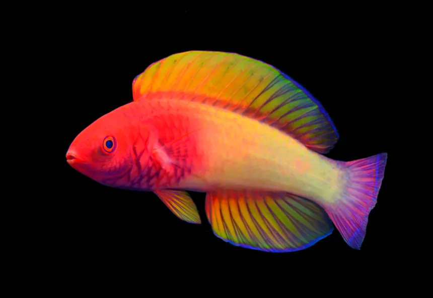 rainbow 2