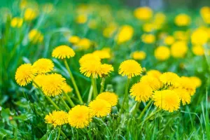 It's peak dandelion season. Here's how long it will last