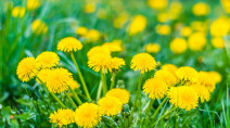 Here's why you SHOULDN'T mow dandelions