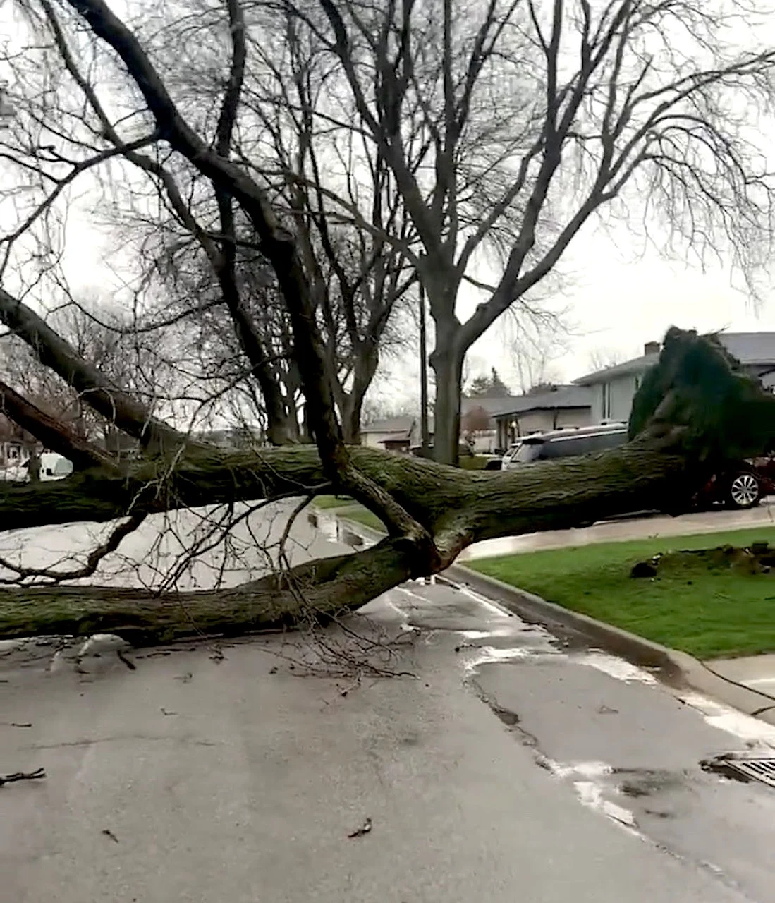 Canadian city's hurricane-force wind gust topples trees but NOT record