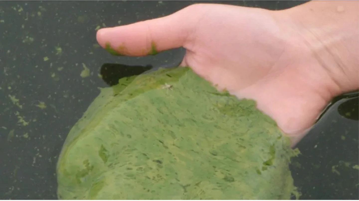 Blue-green algae, or cyanobacteria, produces microcystin, a toxin that can be harmful to humans and animals. (University of Alberta)