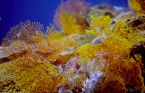 Pristine coral reef unblemished by warming oceans found off Tahiti