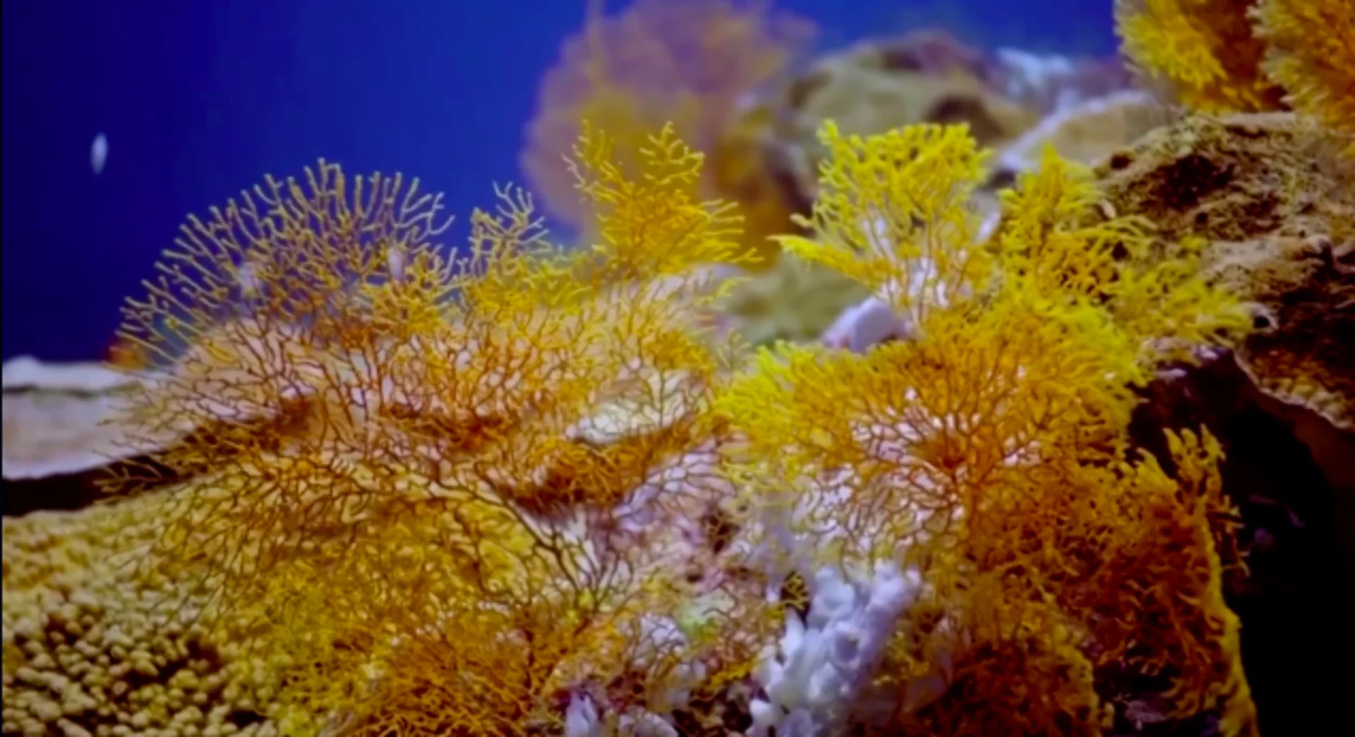 How clouds protect coral reefs, but will not be enough to save them from us