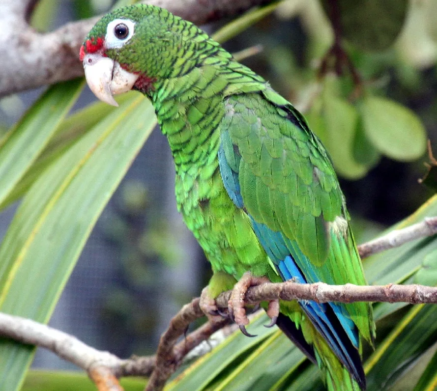 Parrot - Wikipedia