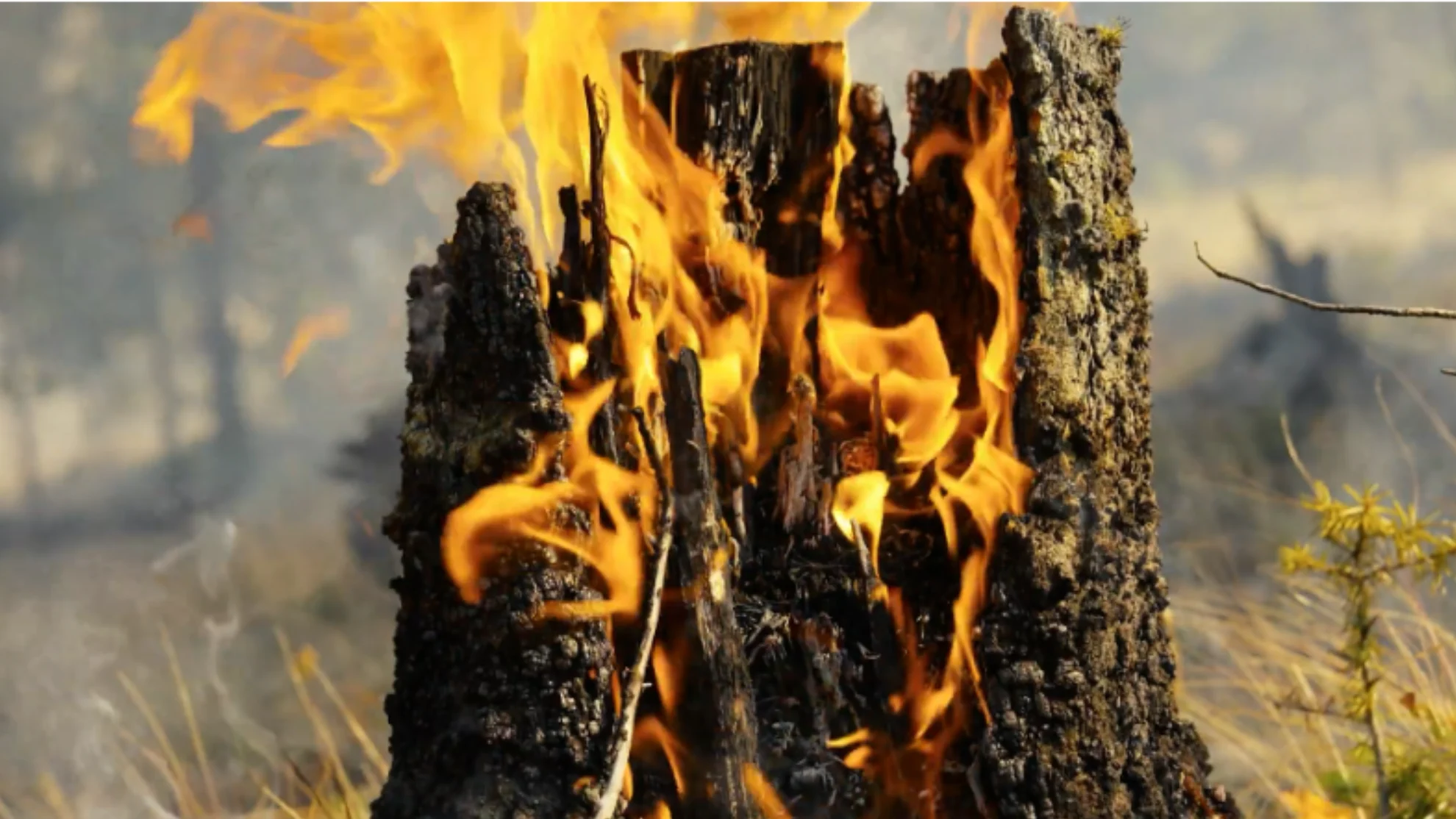 BC Wildfire services - burning tree