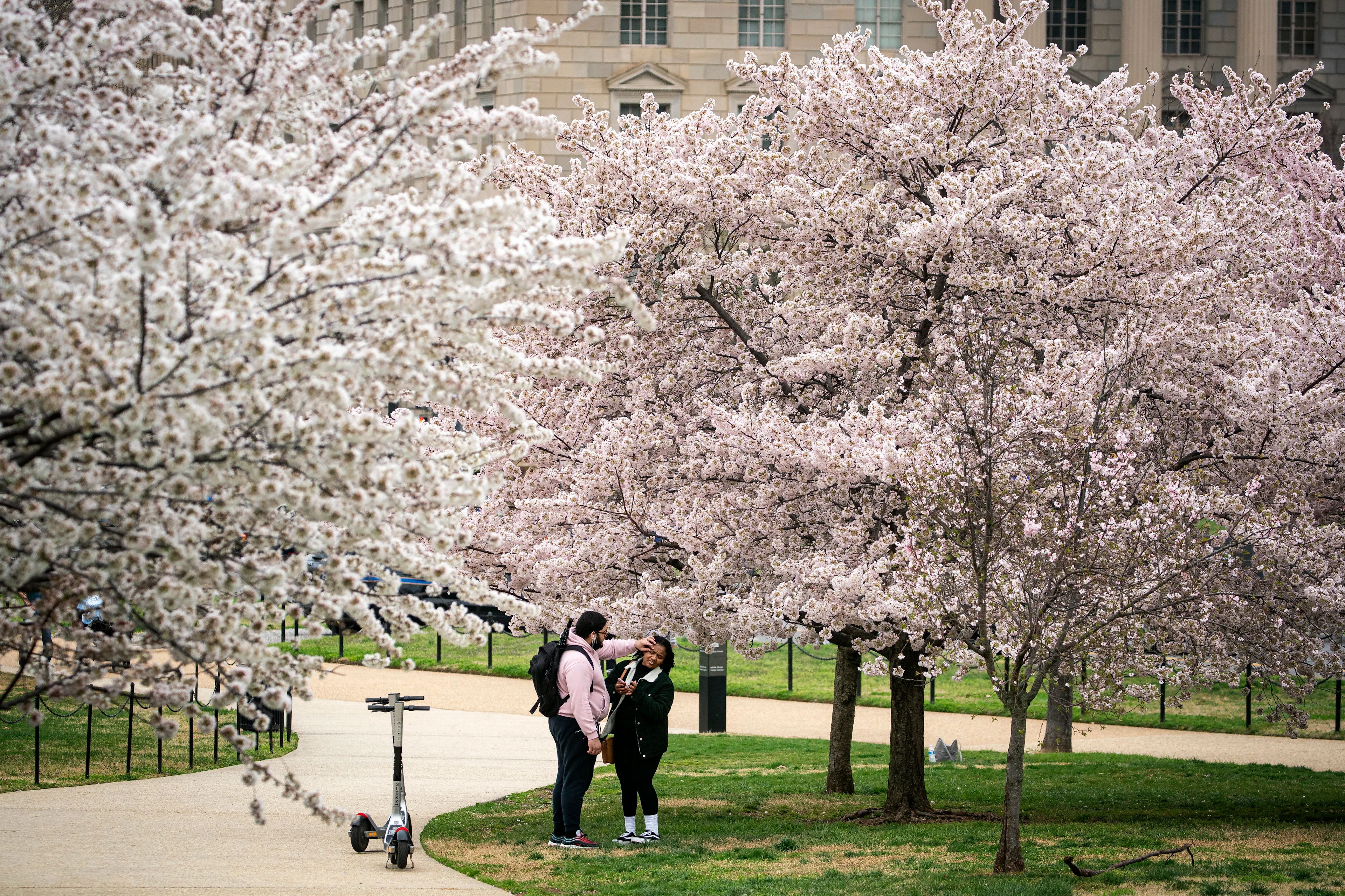 Japanese Cherry Blossom Credit: Al Drago. Stringer. Getty Images