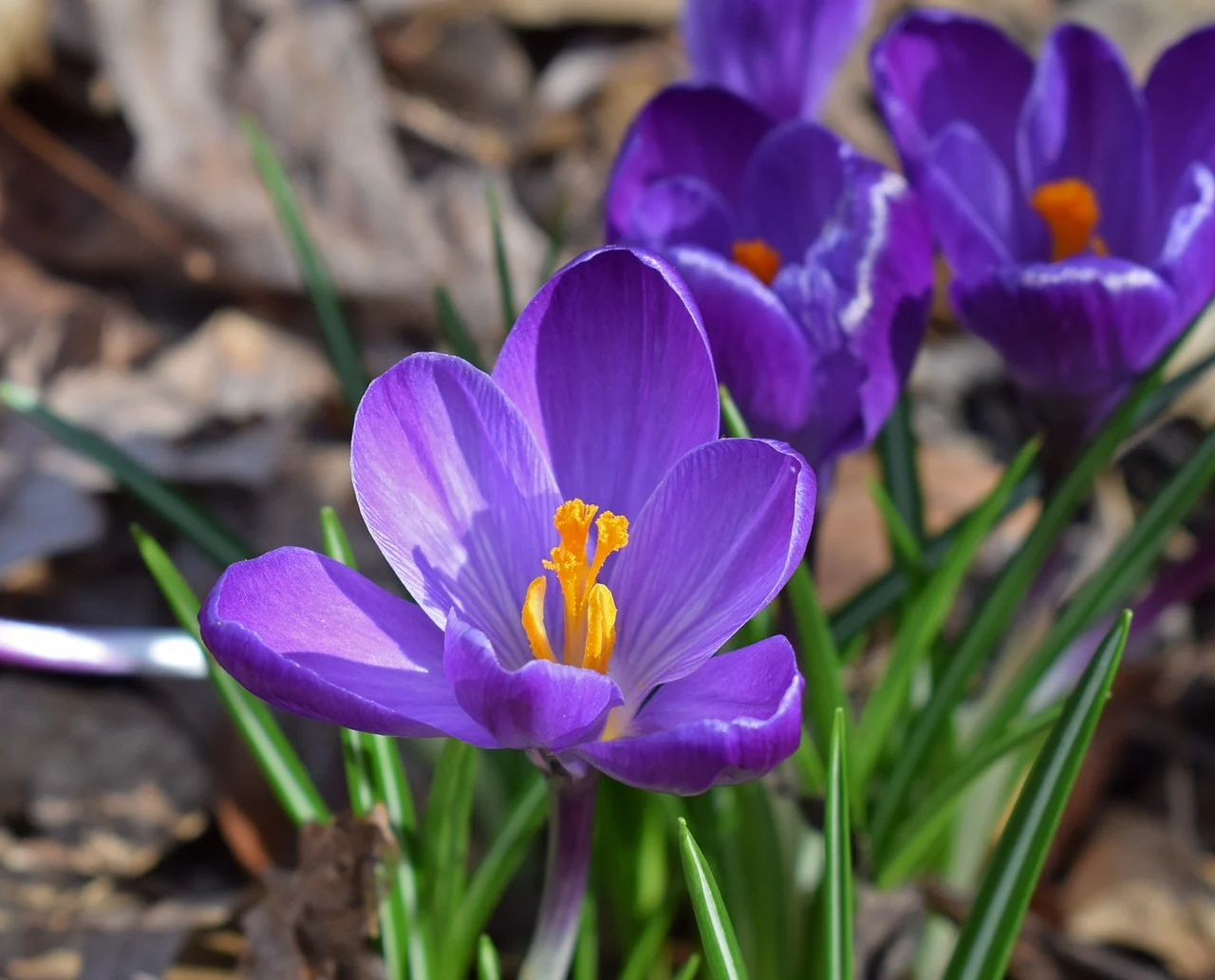 flowers blooming perennials pexels