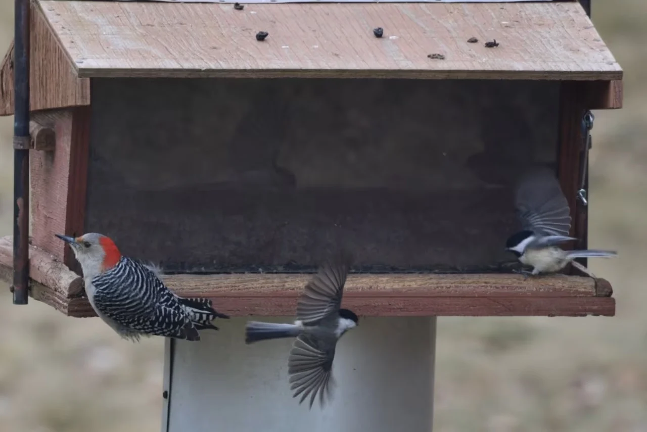 Red-bellied woodpecker/Carly Thomas/CBC