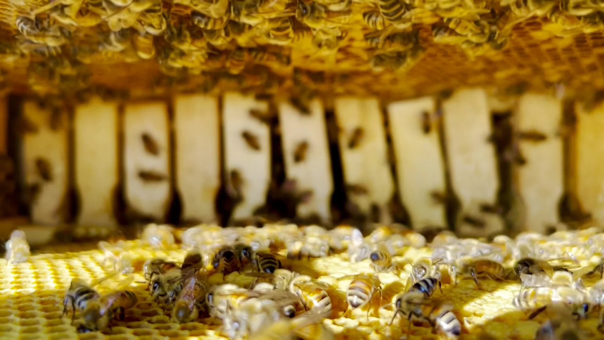 Voici comment la météo affecte la production de miel