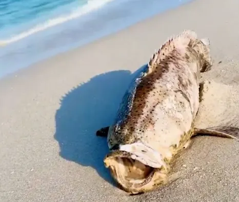 Des poissons victimes d'une marée rouge en Floride