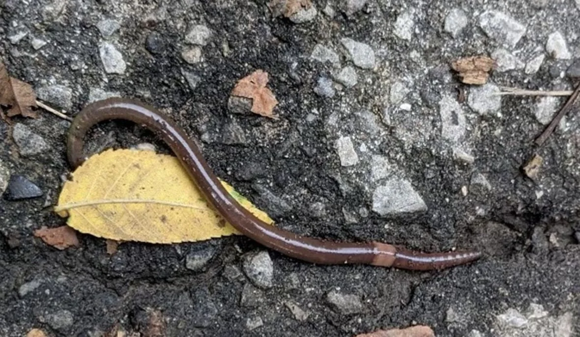 jumping-worms/Michael McTavish/Invasive Species Centre via CBC