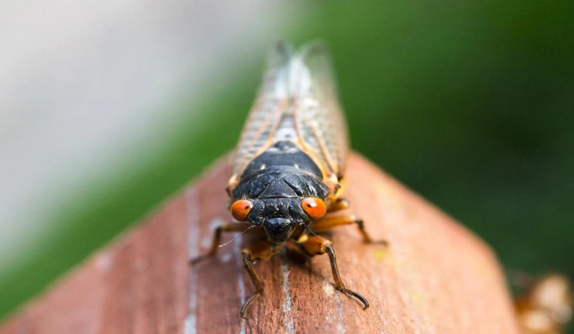 From car accidents to airplane delays, four strange cicada headlines