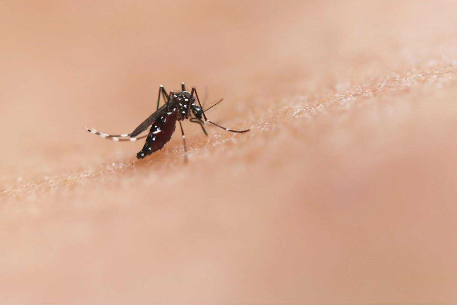 Cette bestiole dangereuse pour la santé arrive au Québec