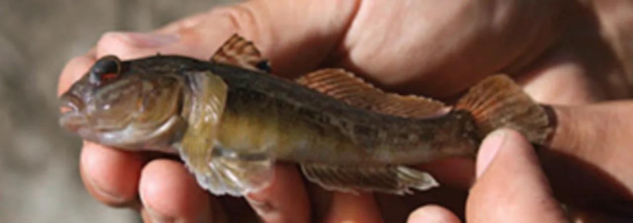 Round goby/Photo: David Copplestone, MNR