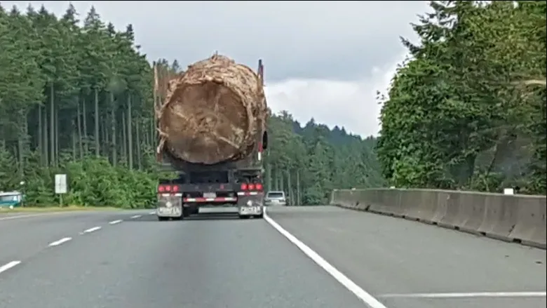 Photo of massive tree being hauled down B.C. highway sparks global outrage