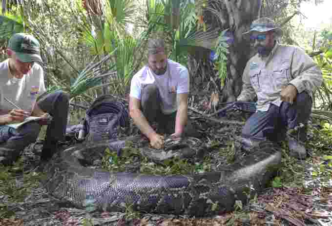 1 - Conservancy of Southwest Florida willdife biologists with a female Burmese python weighing 215 pounds (97.5 kg) located by track