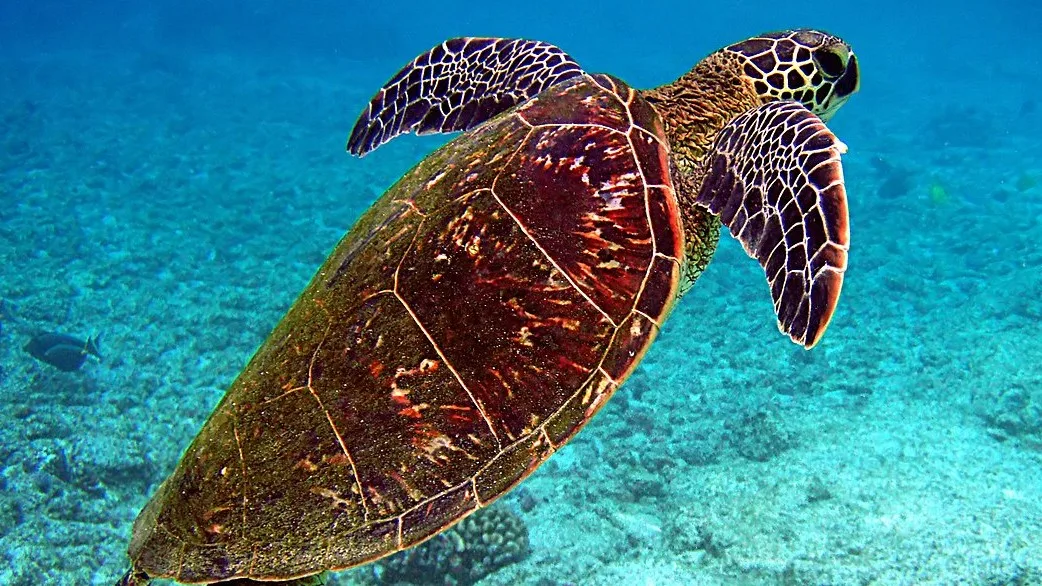 Chelonia mydas is going for the air wikimedia
