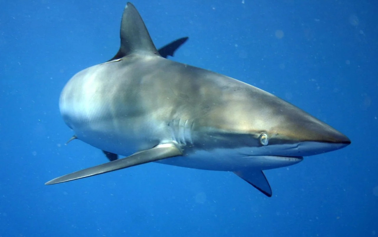 Traces of endangered shark species found in cat and dog food: Study
