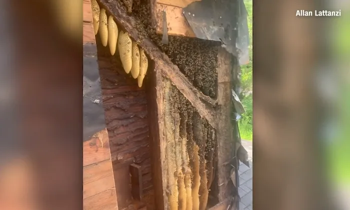 Nearly half a million bees removed from walls of Pennsylvania home