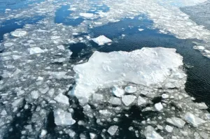 Less sea ice on Labrador coast means more icebergs — but fewer seals