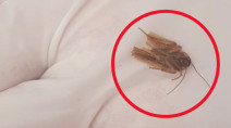 Doctor removes cockroach stuck inside man's ear for three days