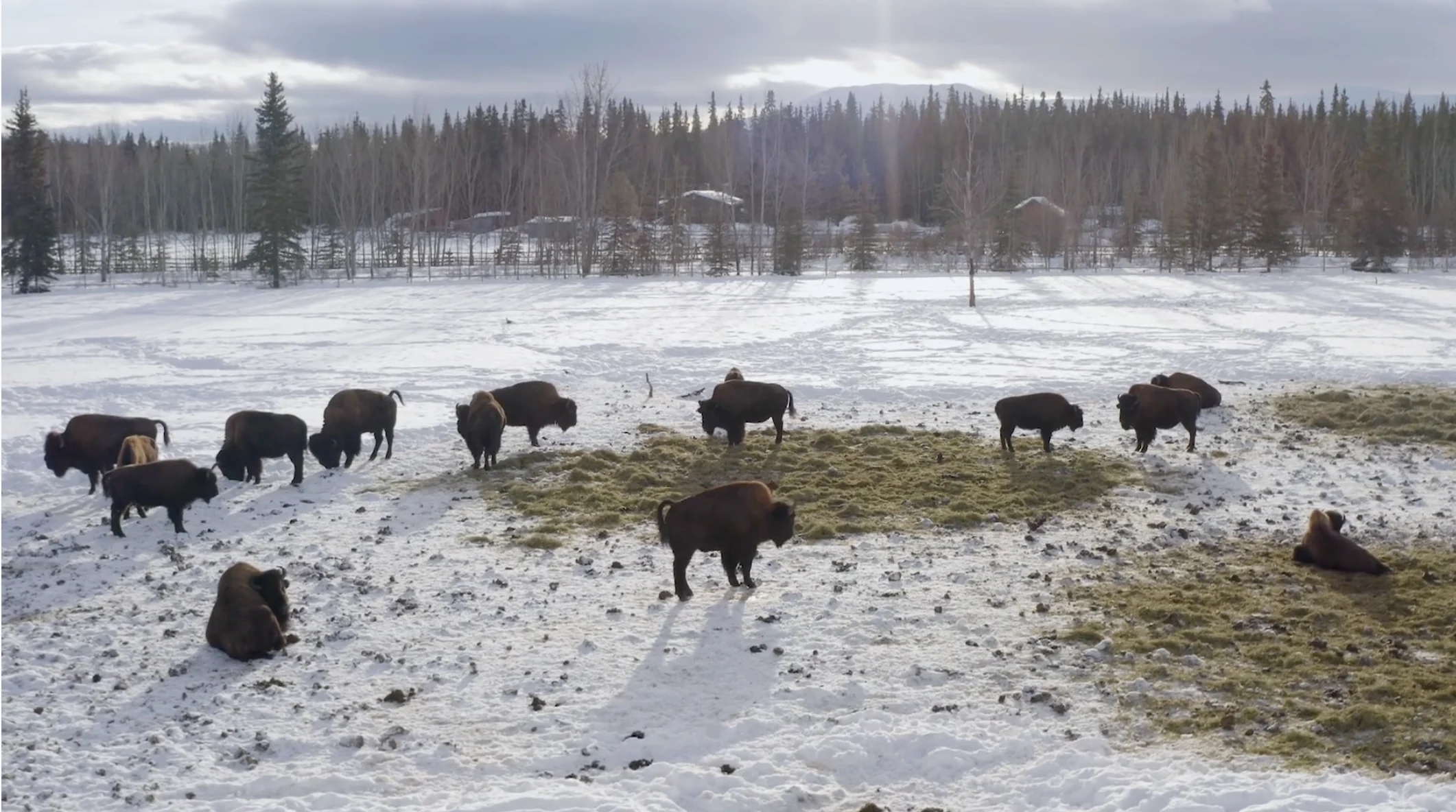 TWN: Bison in Yukon