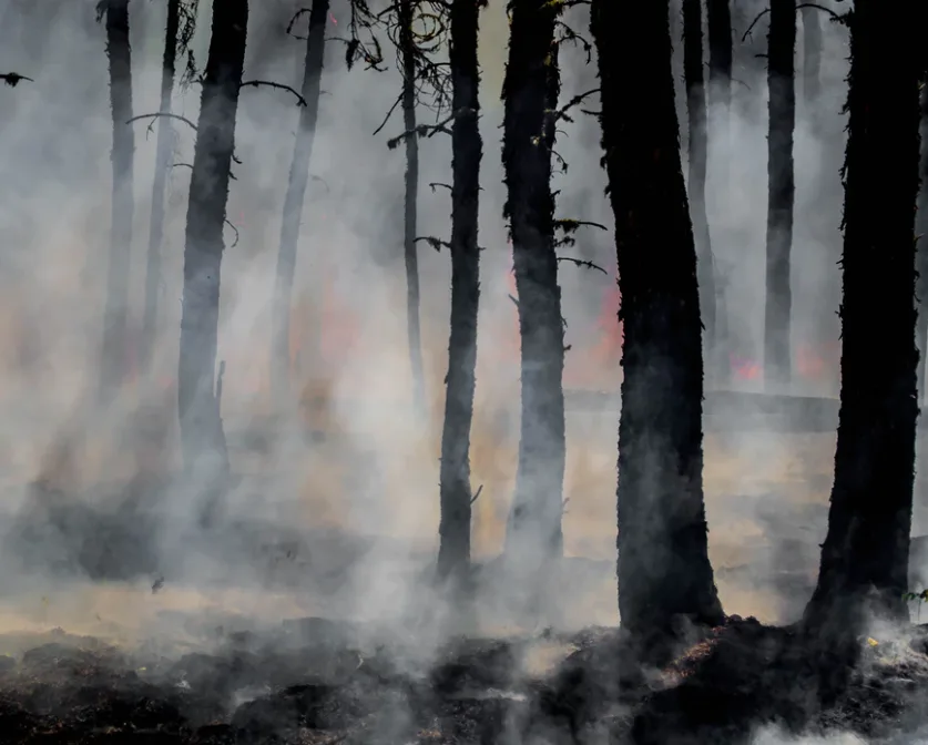 unsplash burnt trees wildfire