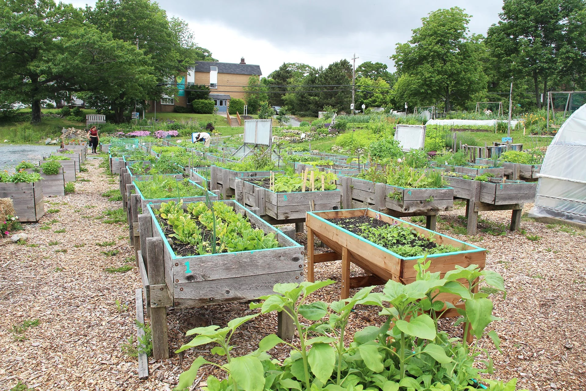 After a day of steady rain, the North Grove Community Farm is looking extra green. (Nathan Coleman)