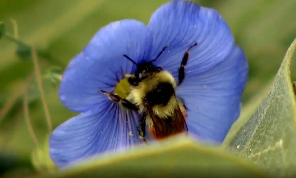 CBC Pollinating insects like bumblebees rely heavily on the native plant species they've evolved alongside. (CBC)