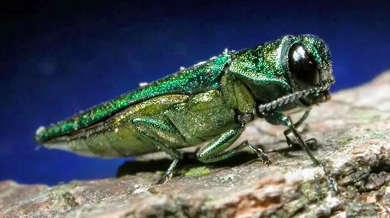 Emerald ash borer infestation in Bedford, N.S., worse than previously believed