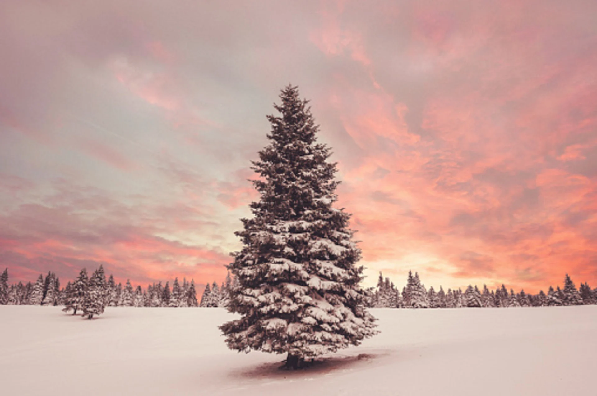 Canada’s magic number: What exactly makes for a 'white Christmas'?