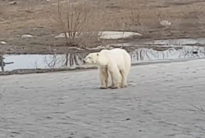 Un ours polaire s'égare dans une ville. Explications ici.