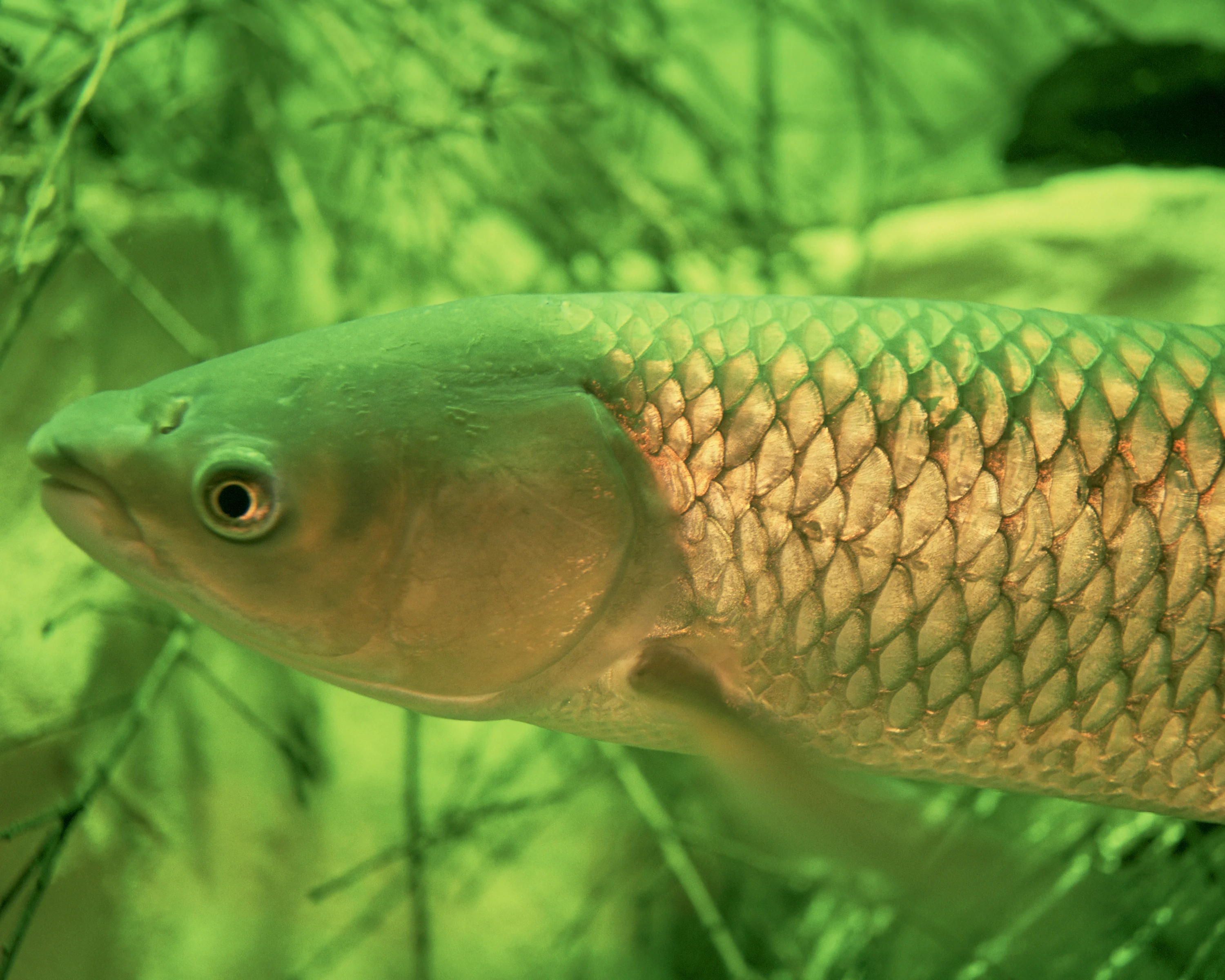 Grass Carp